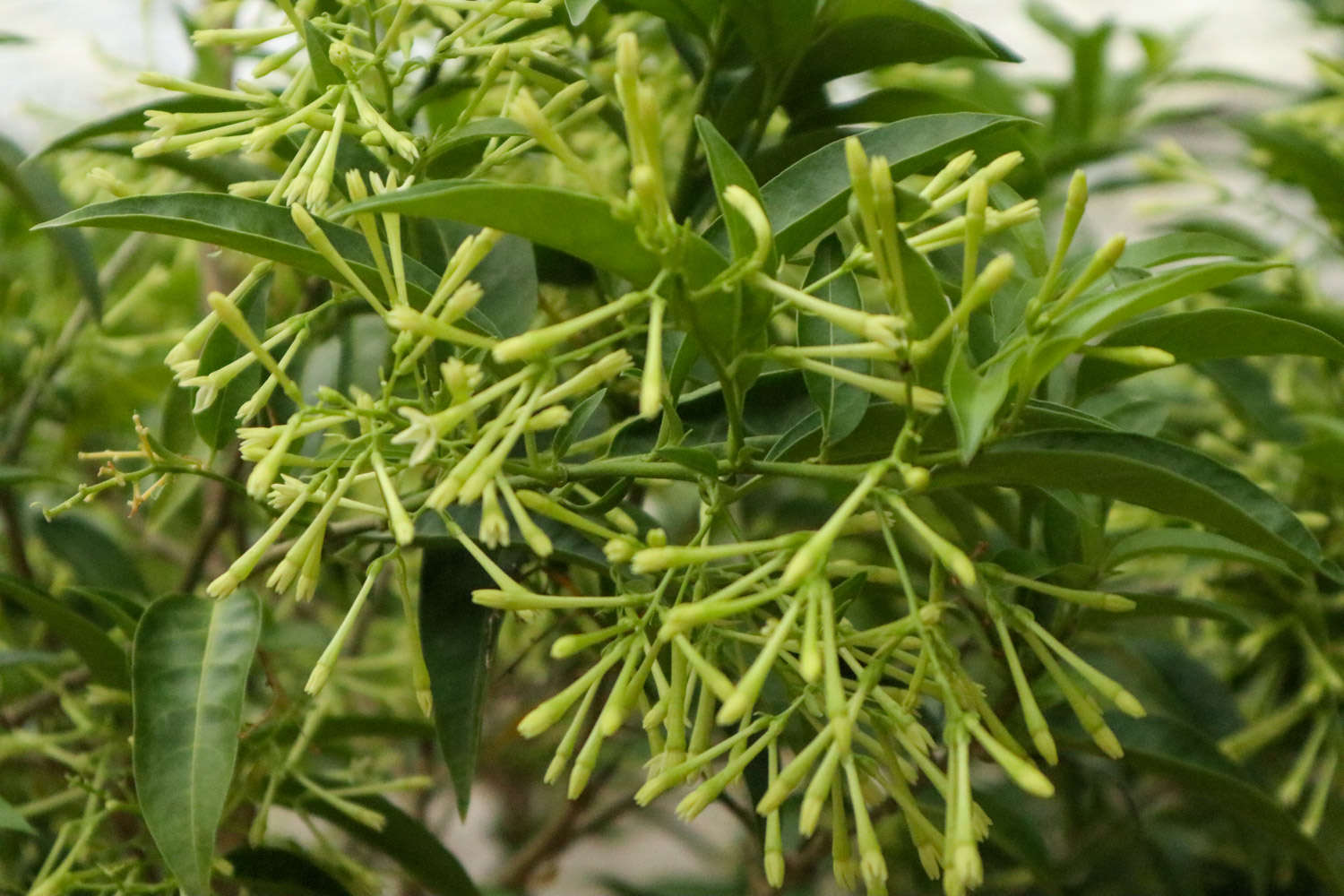 夜香树怎么繁殖,什么时候繁殖 花百科