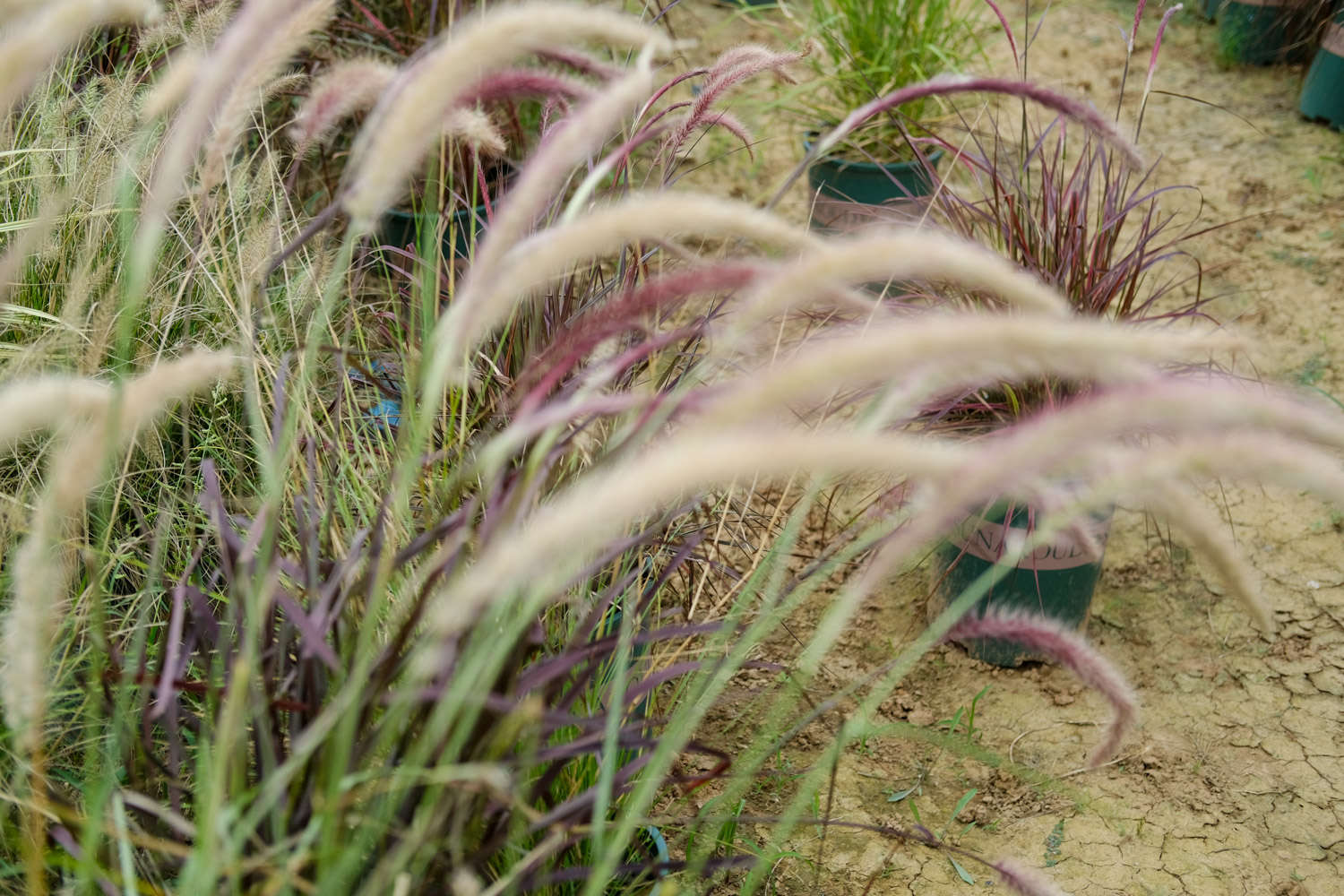 狼尾草和狗尾草区别,怎么养护