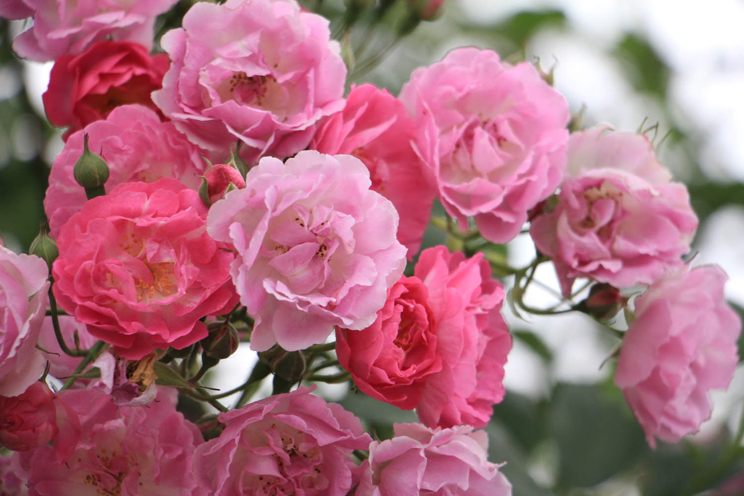 4,粉色蔷薇:粉色的蔷薇花花语寓意为初恋,因为粉色本就是娇嫩的颜色