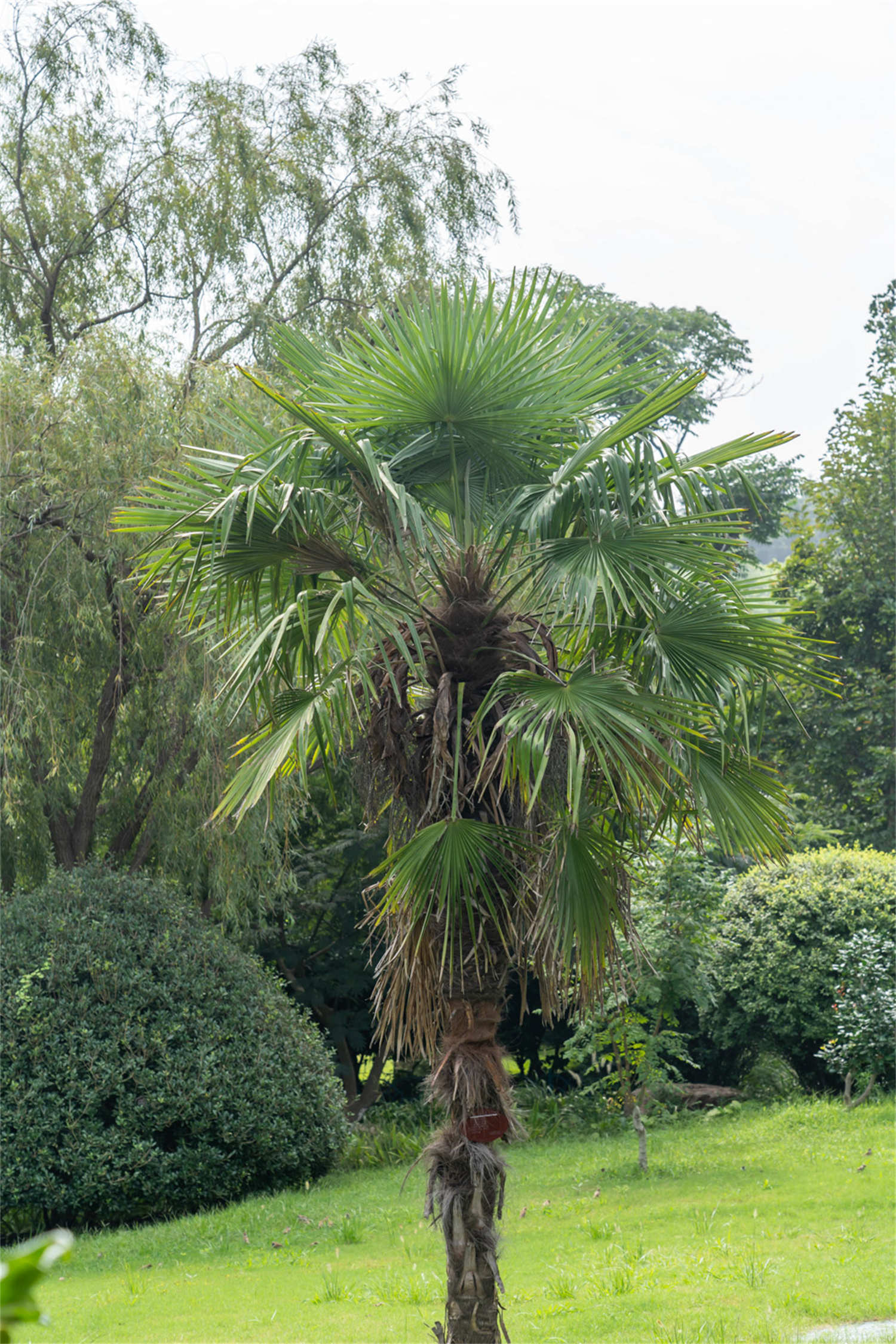 棕榈树 免费图片 - Public Domain Pictures
