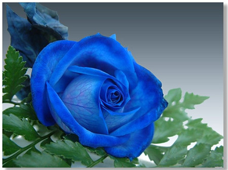 蓝玫瑰,蓝色妖姬的功效和作用