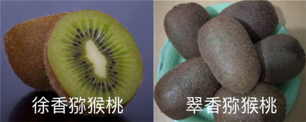 徐香猕猴桃和翠香猕猴桃的区别哪个好吃