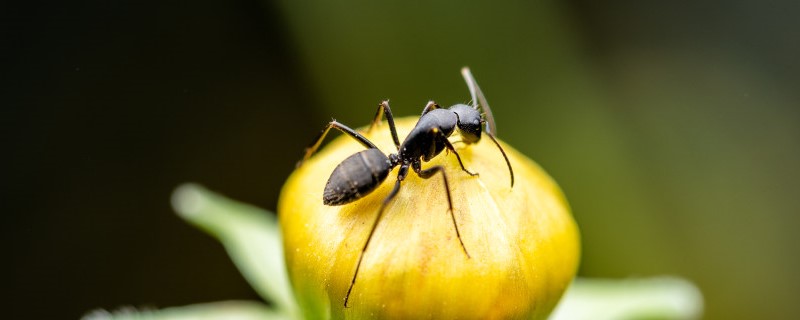 永久去除蚂蚁的小妙招，蚂蚁怕什么