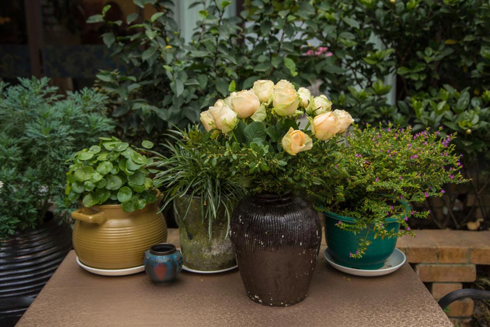 怎样种植白芷（怎样种植白芷视频教程）