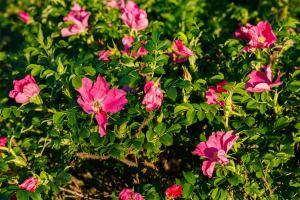 玫瑰花卉 New Arrival Roses – Page 3 – SpringlandFlowers