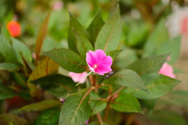 Impatiens balsam