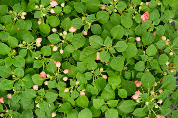 Impatiens balsam