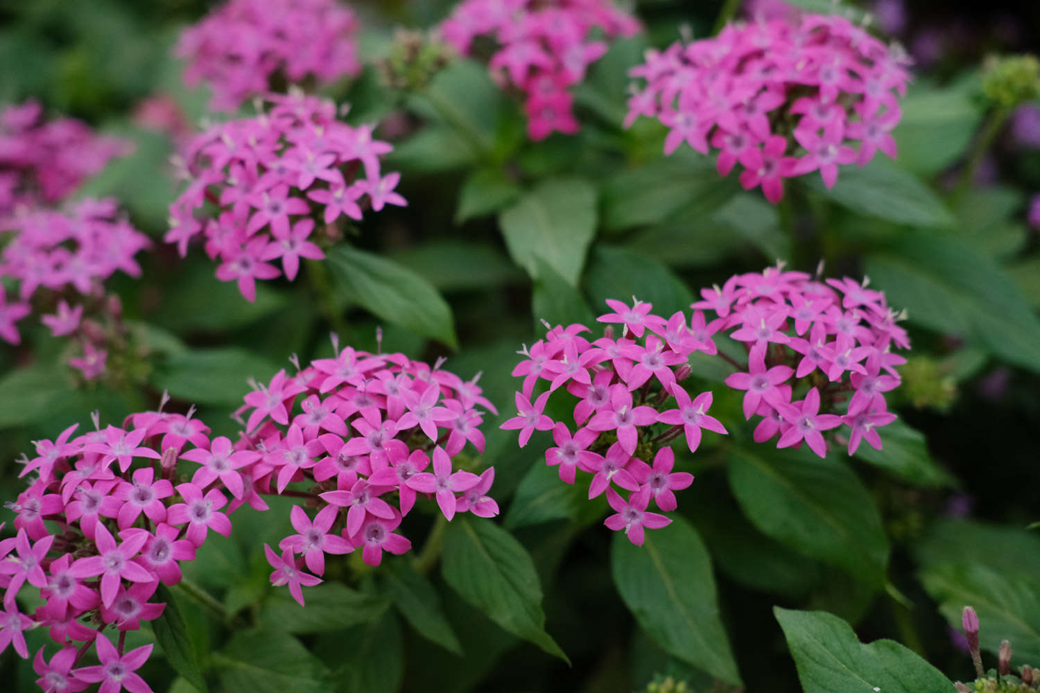 怎么养五星花 花百科