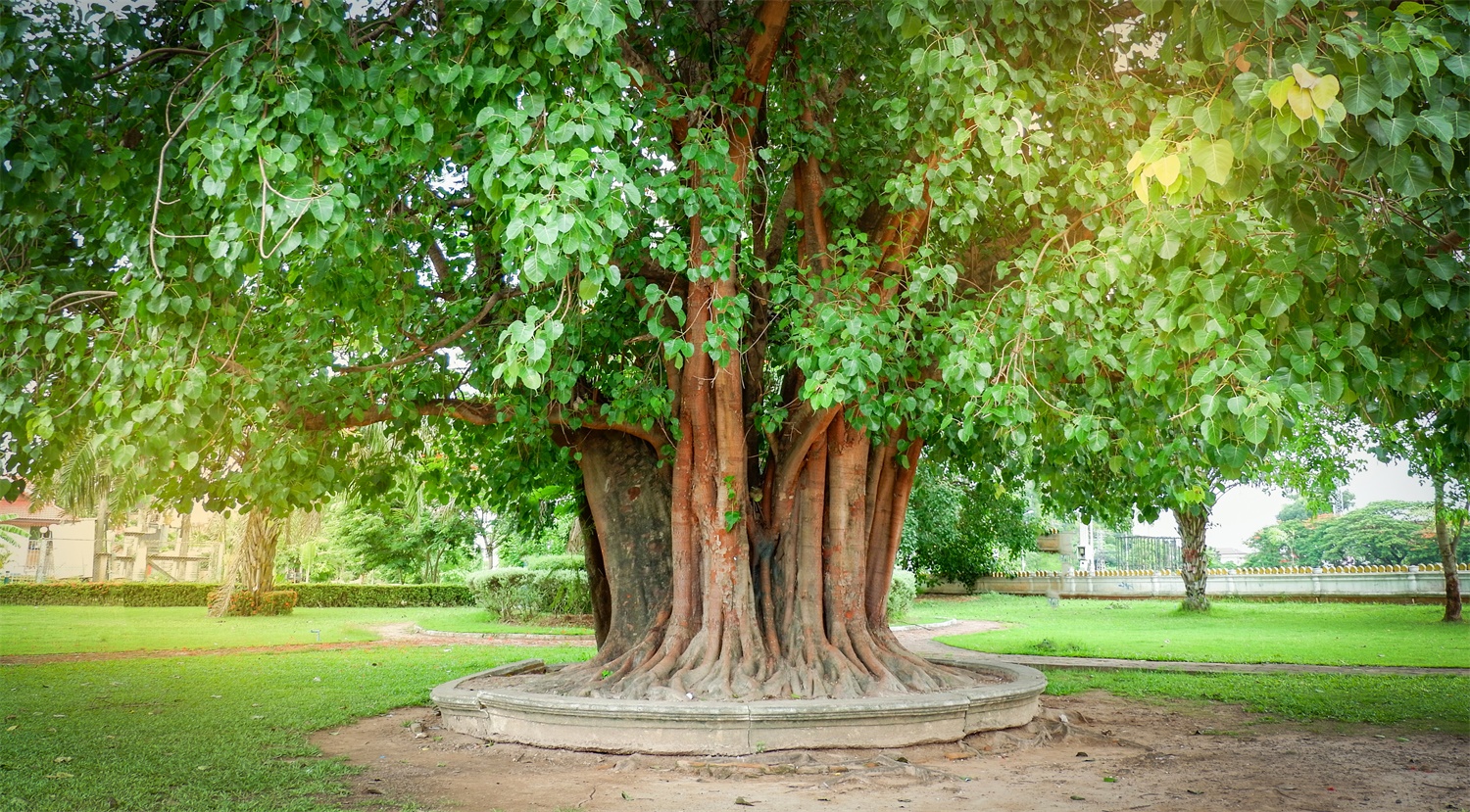 #7851 sacred fig, bodhi tree (インドボダイジュ) | • インドボダイジュ[印度菩提樹](… | Flickr