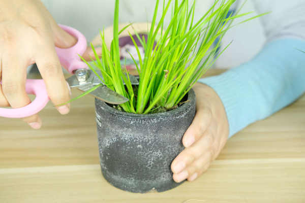 Acorus calamus
