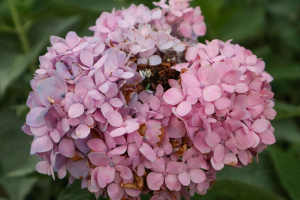 紫阳花的花语 花百科 紫阳花的花语 花百科