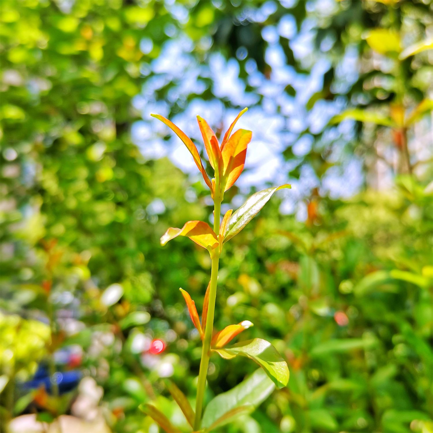 赤楠-神农架植物-图片