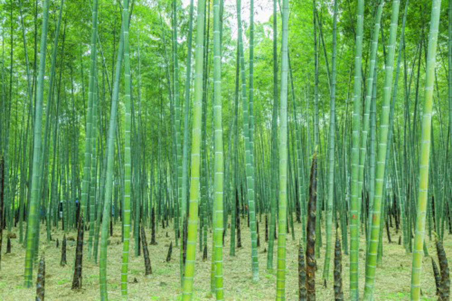室内观赏竹品种,室内观赏竹的种类图片,观赏竹种类_大山谷图库
