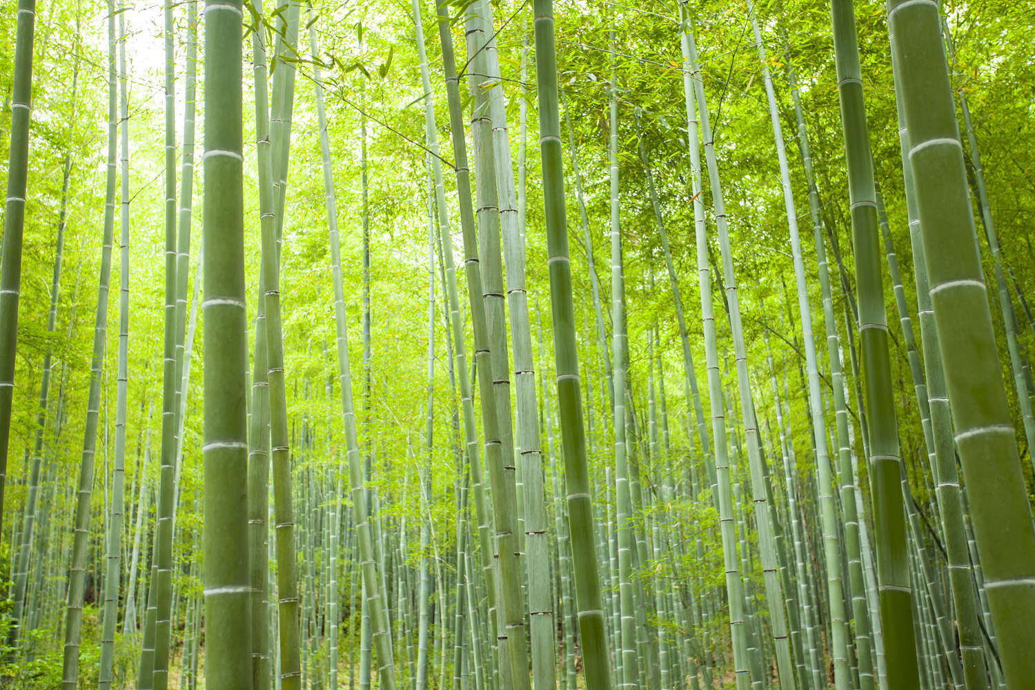 Бамбук нарисованный 28 фото
