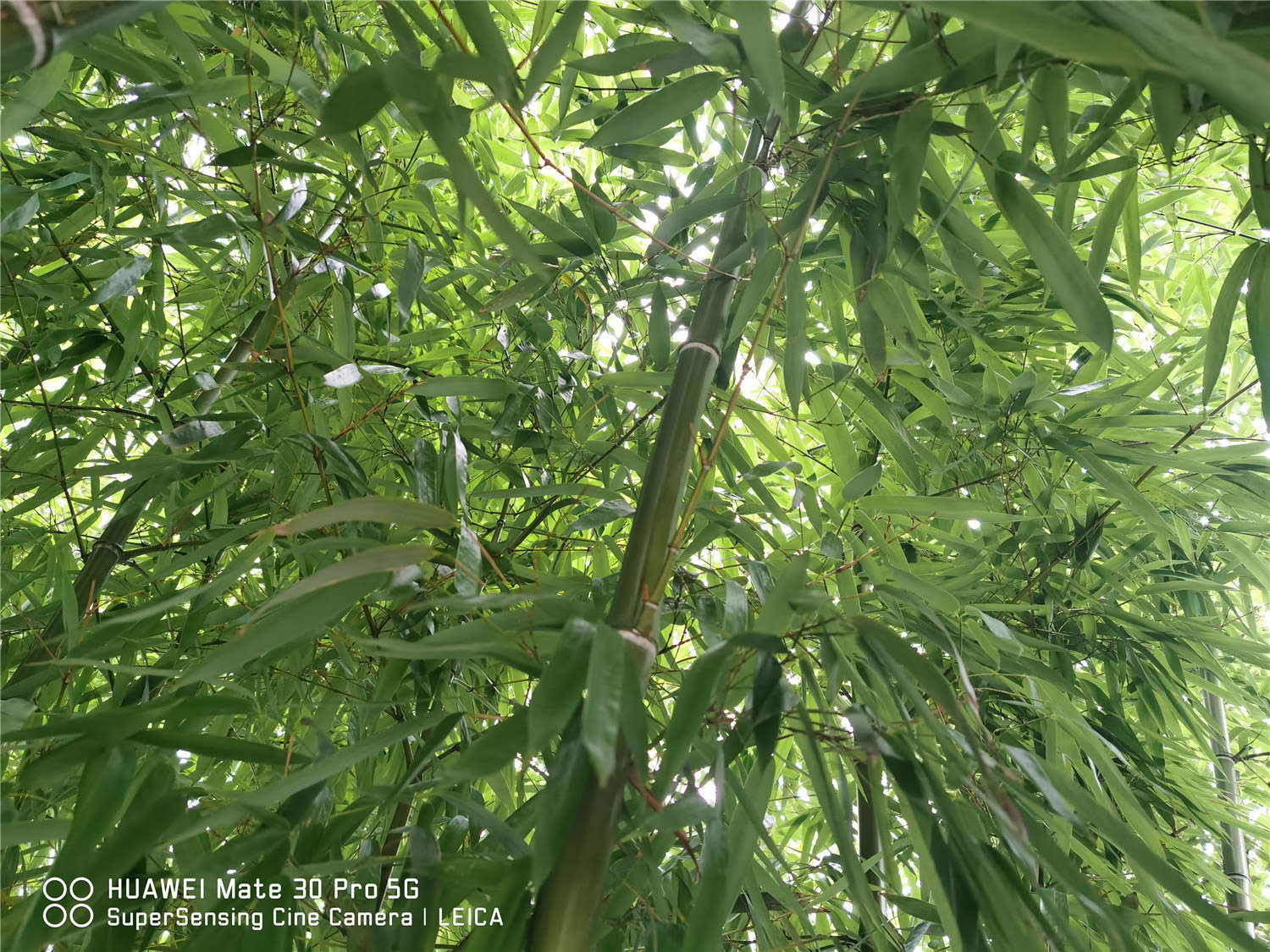 竹子是裸子植物还是被子植物 花百科