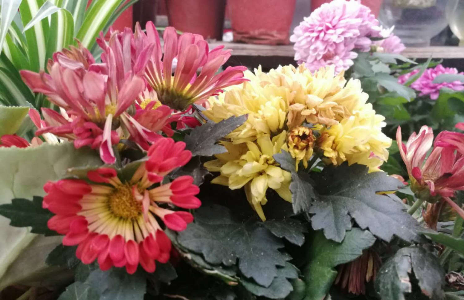 菊花的品种和花型 花百科