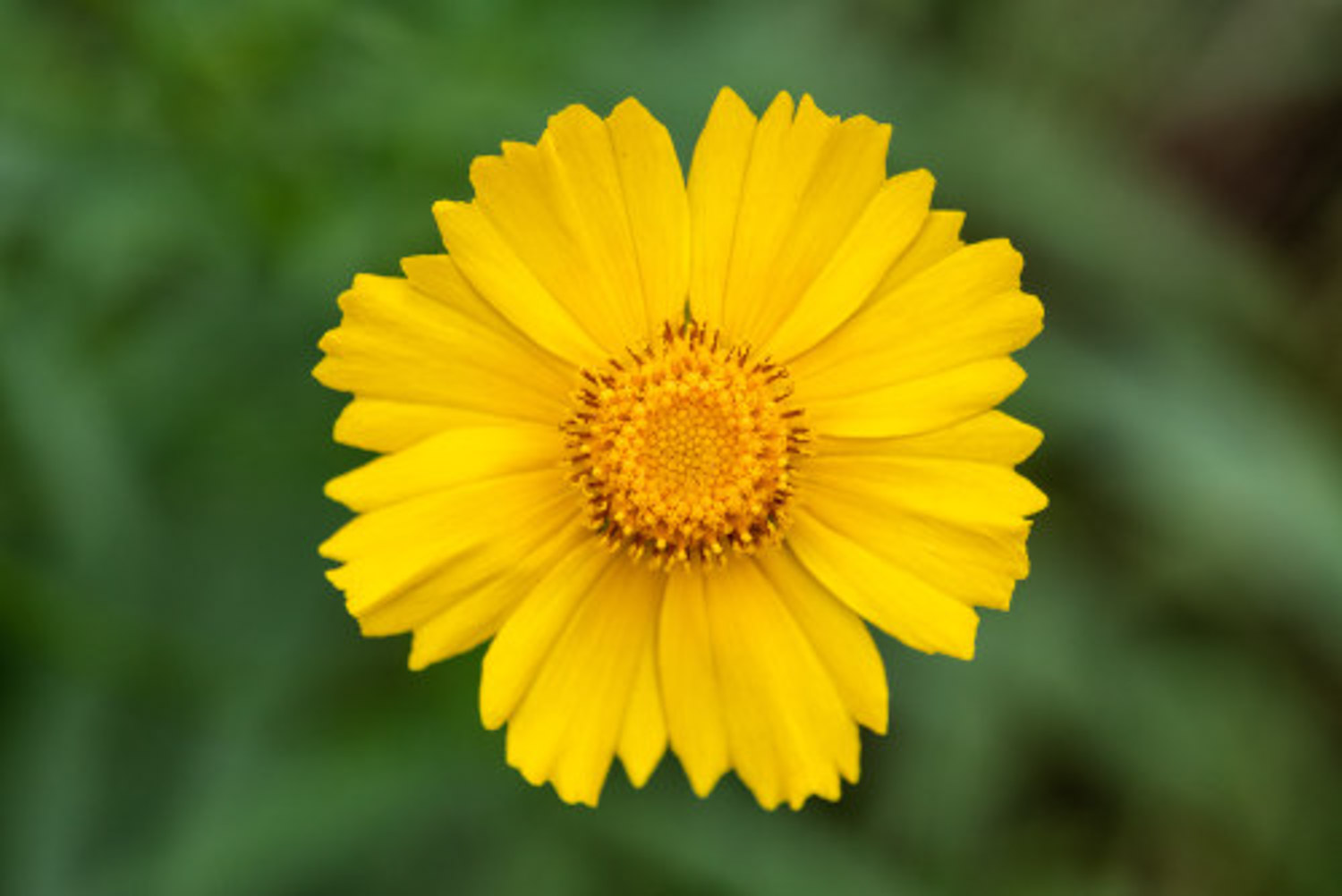 【菊花摄影图片】世界花卉大观园生态摄影_爱上小眼睛_太平洋电脑网摄影部落