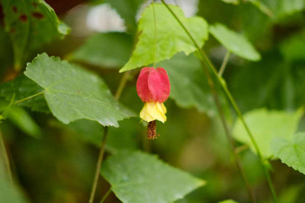 Campanula scandens