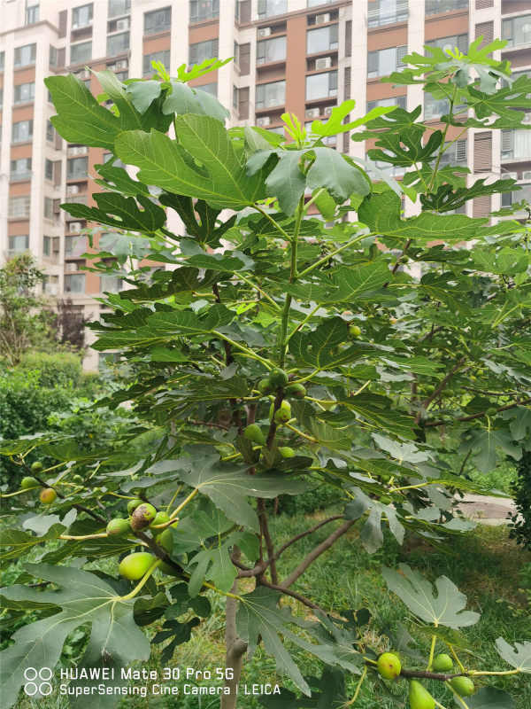 Figs