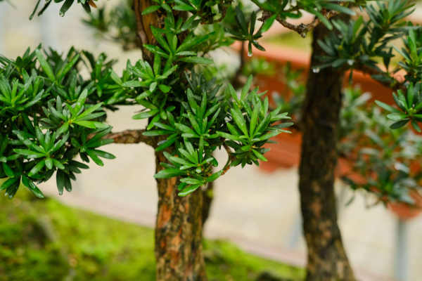 Podocarpus macrophylla