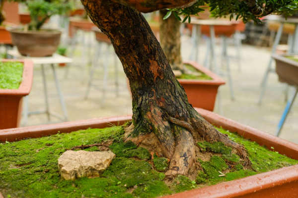 Podocarpus macrophylla