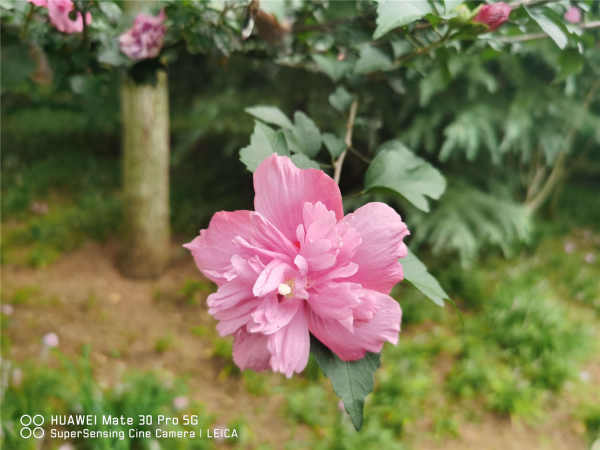 Hibiscus