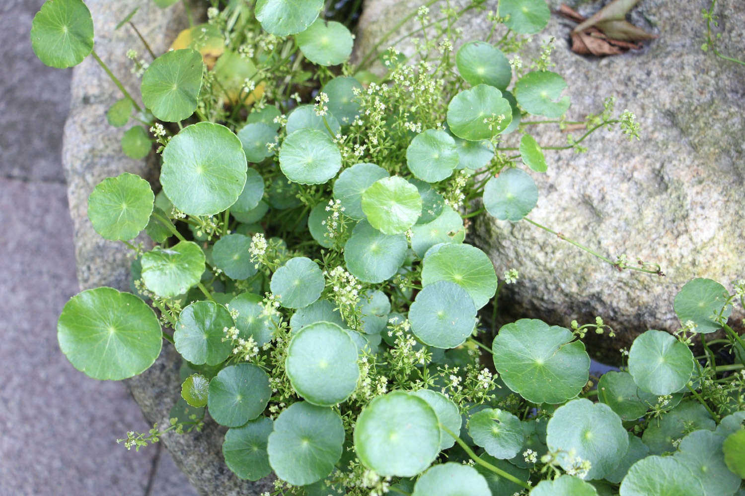 铜钱草水养怎么养