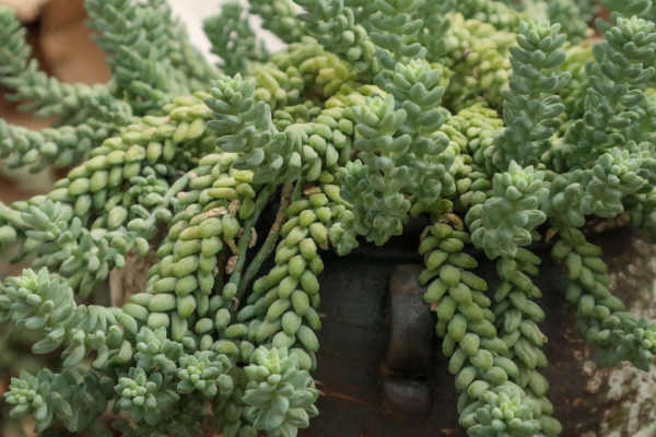 New Jade Decoration