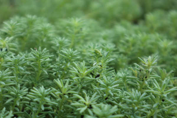 Rorippa tenuifolia