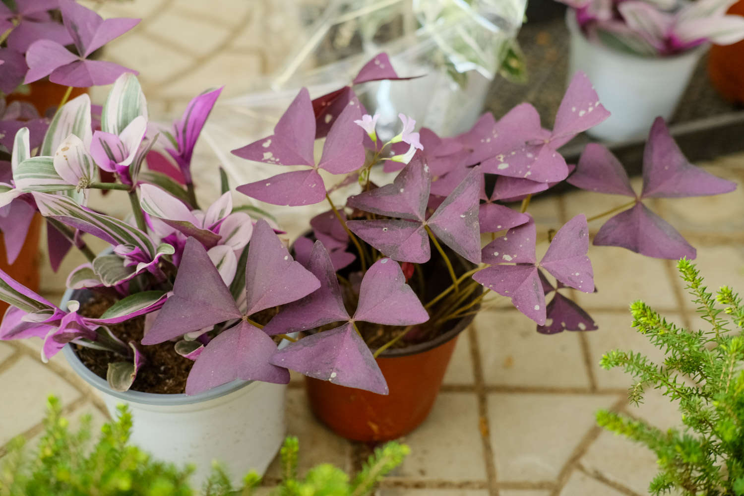 家养紫叶酢浆草