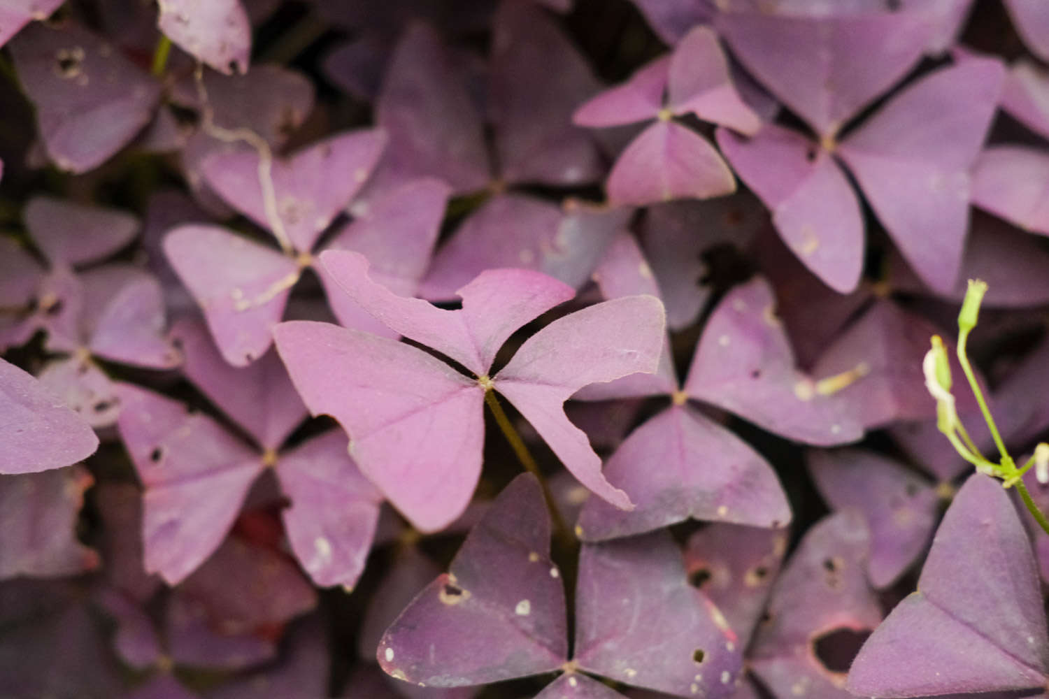 紫叶酢浆草的花语和寓意 花百科