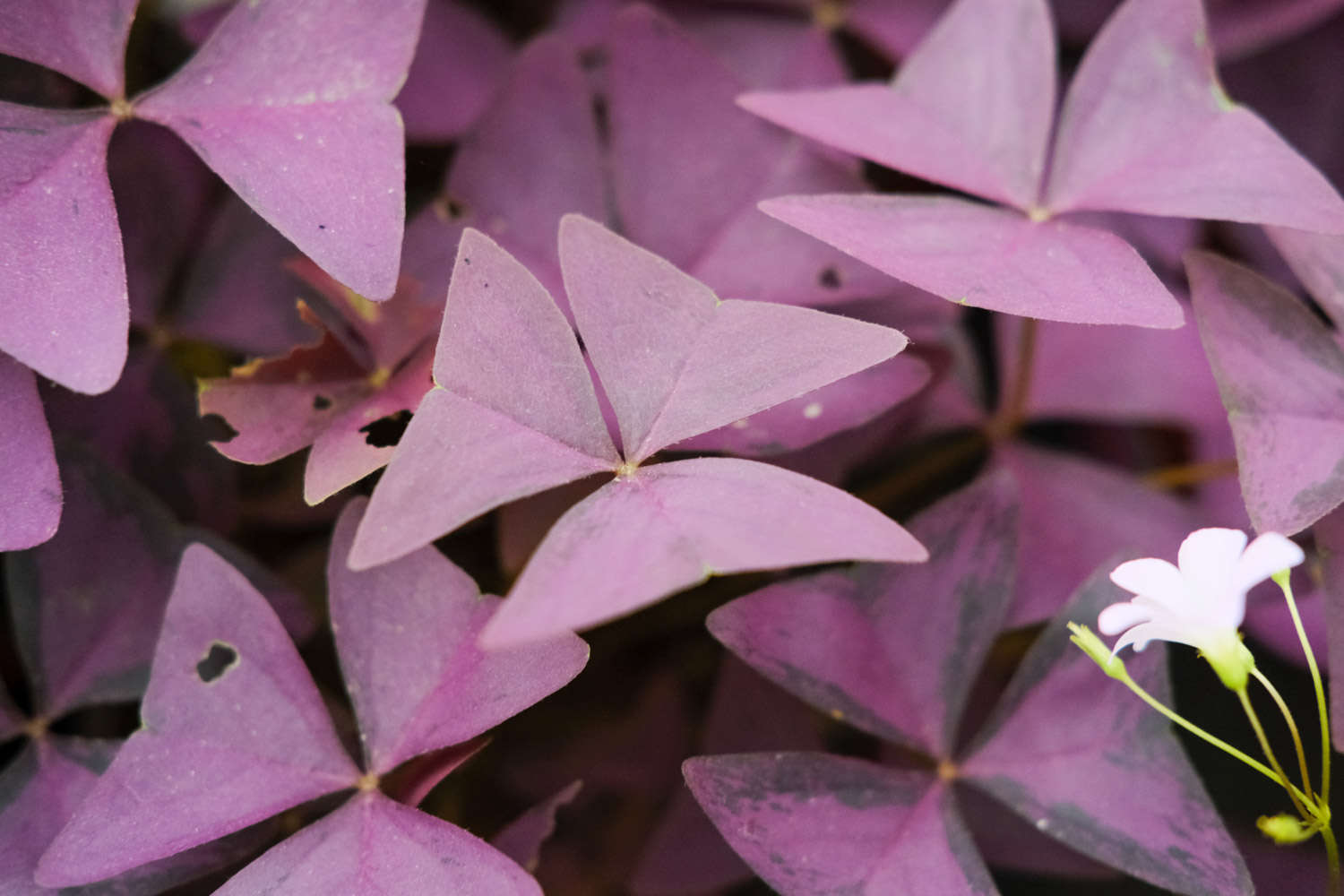 紫叶酢浆草的花语和寓意 花百科