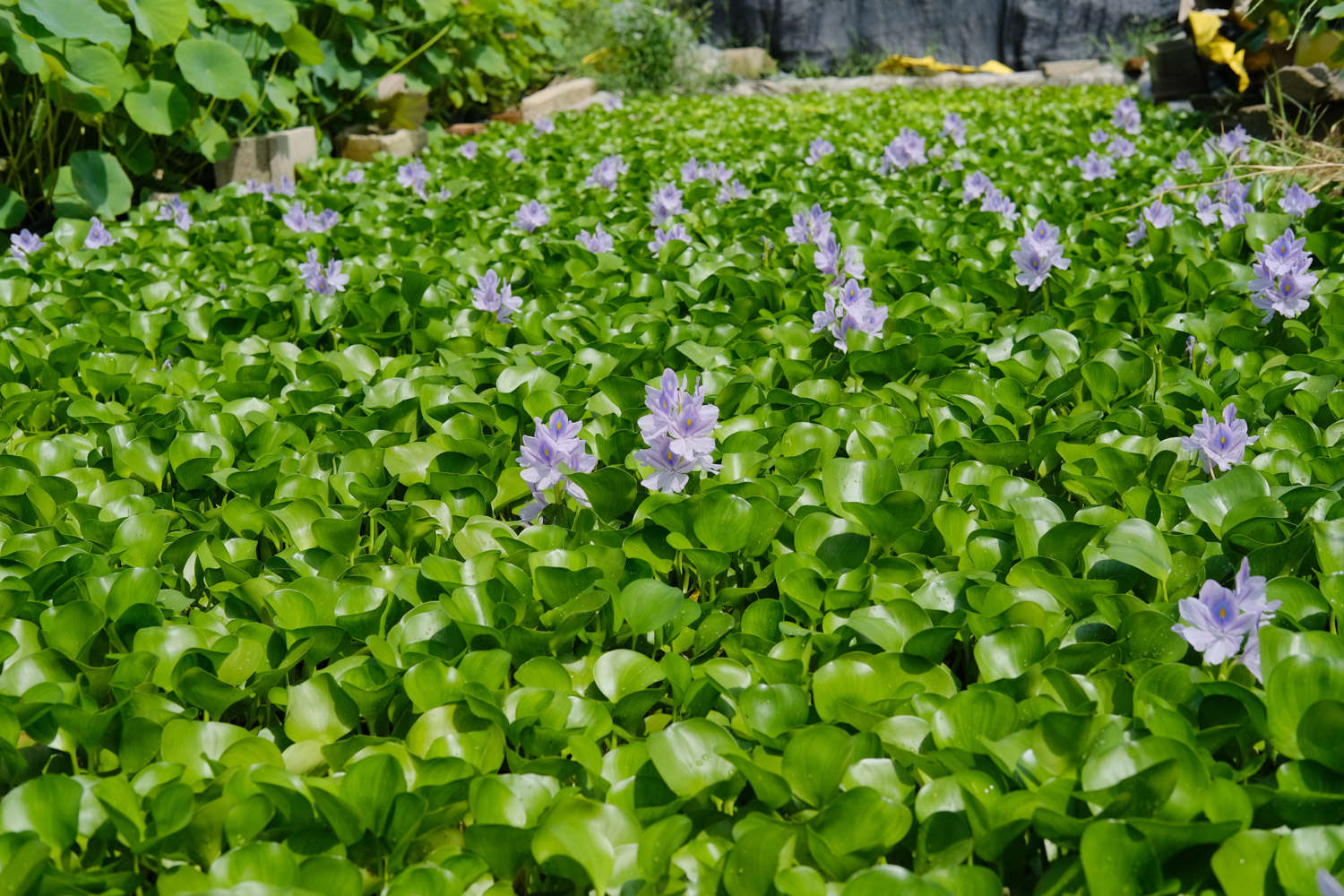 美化世界的淡紫色花冠——凤眼蓝