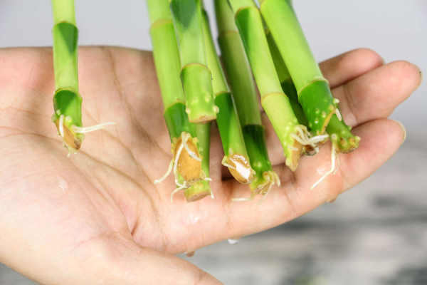Fu Gui Zhu