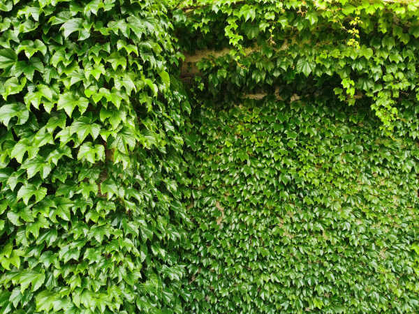 Chinese ivy