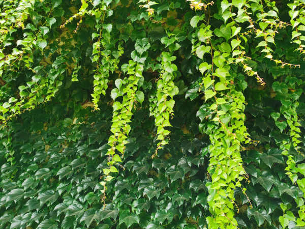 Chinese ivy