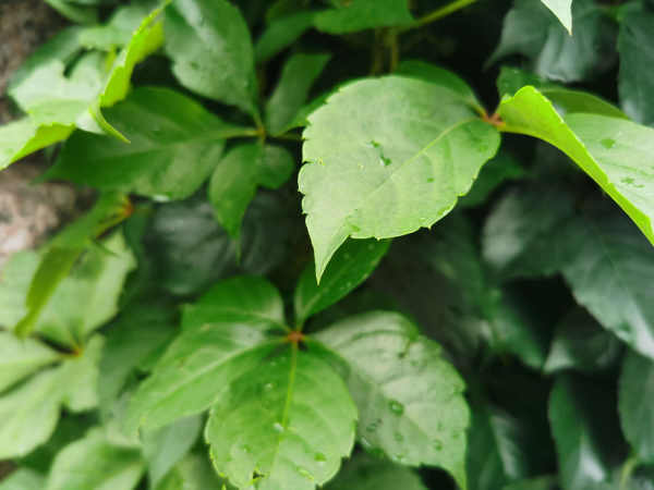 Chinese ivy