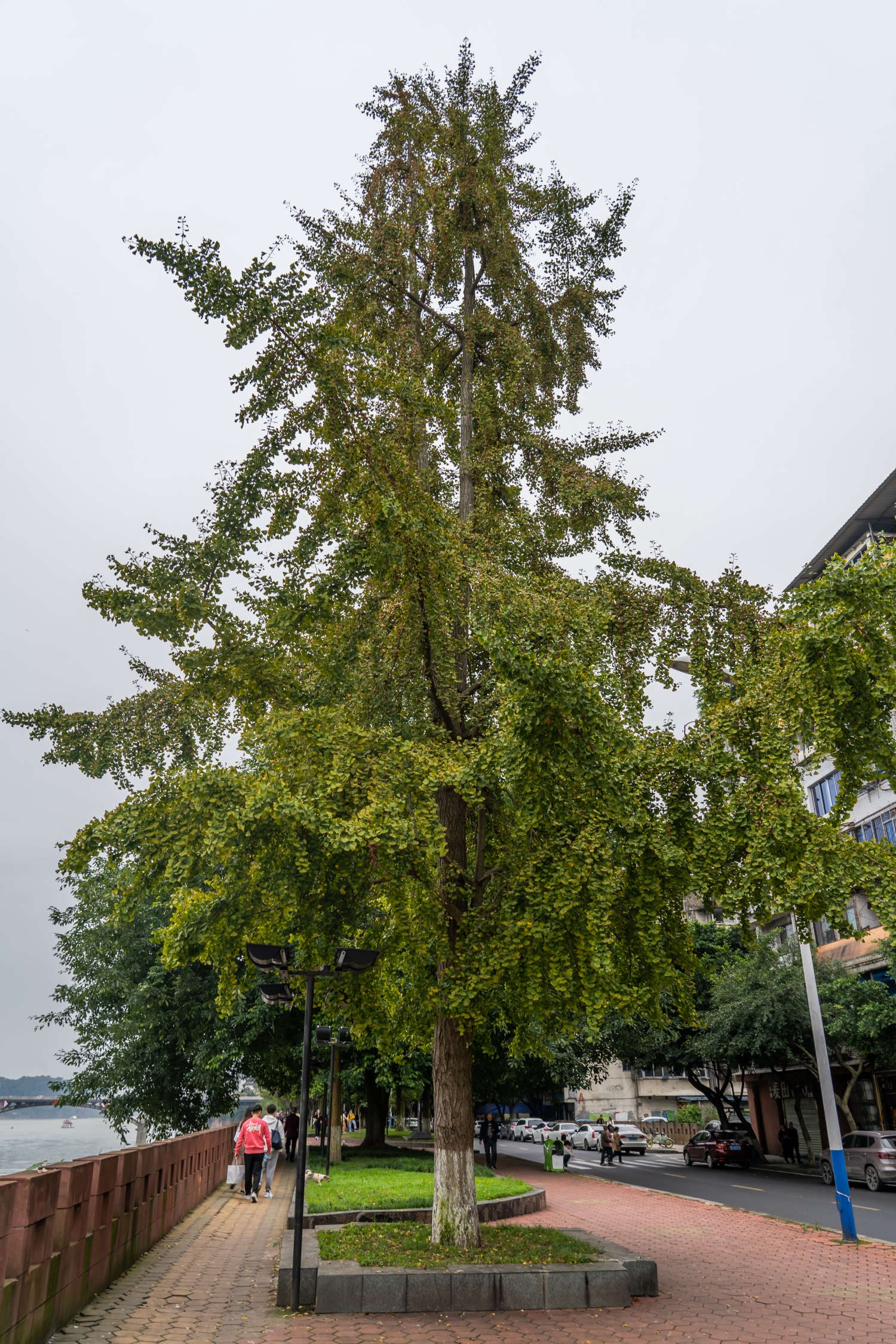 赏银杏树的最佳时间最佳观赏地