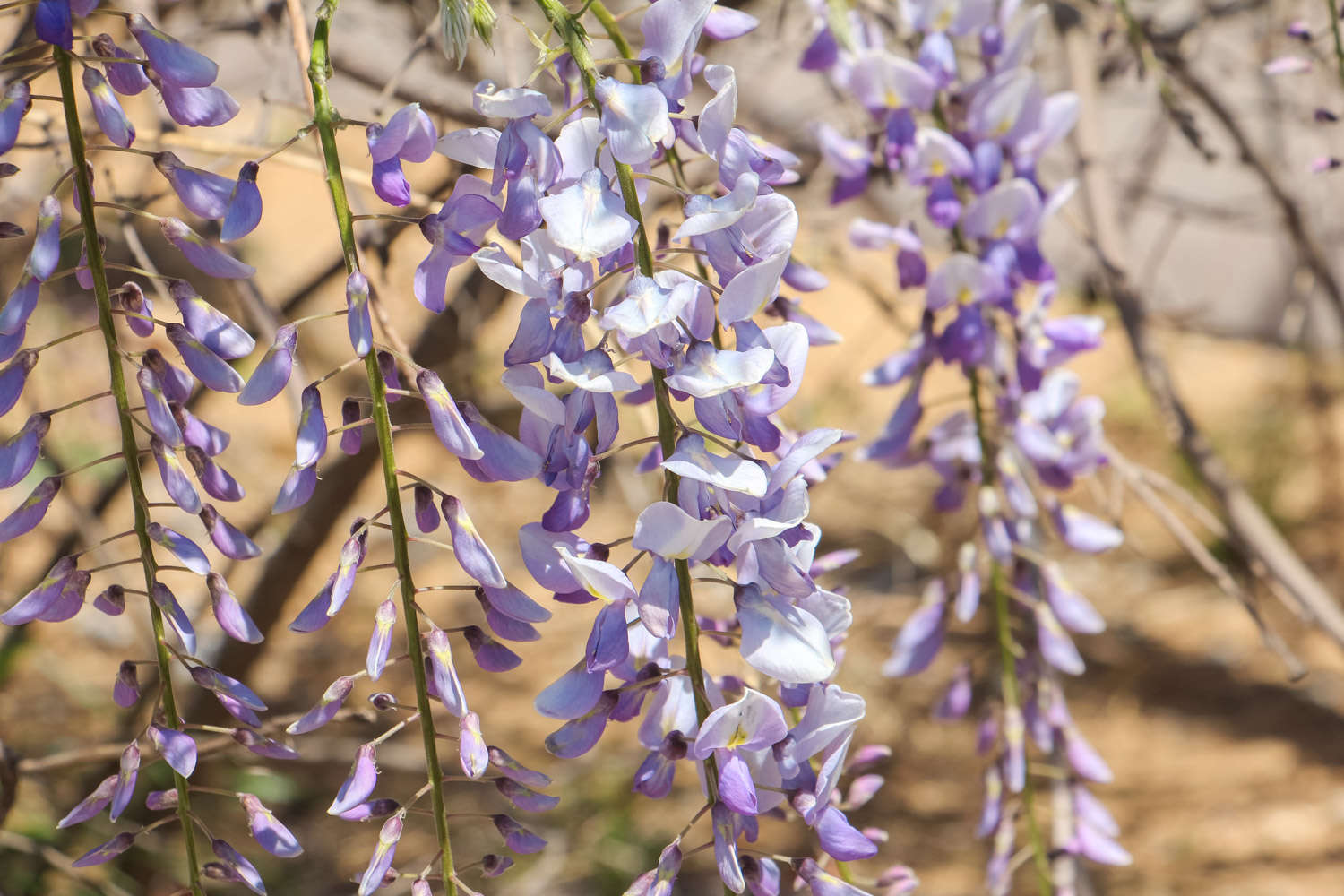 紫丁香是什么植物 花百科