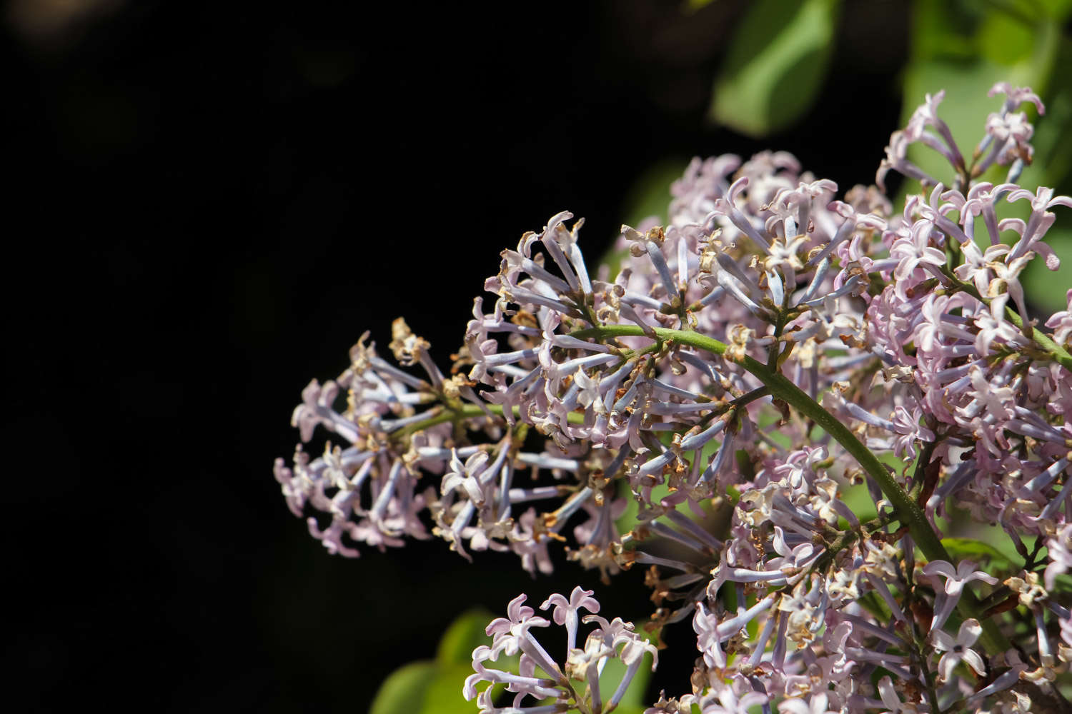 紫丁香花的花语和传说 具有怎样的精神 花百科