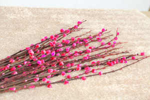 银柳的花语 花百科