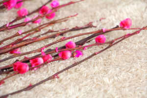 银柳的花语 花百科