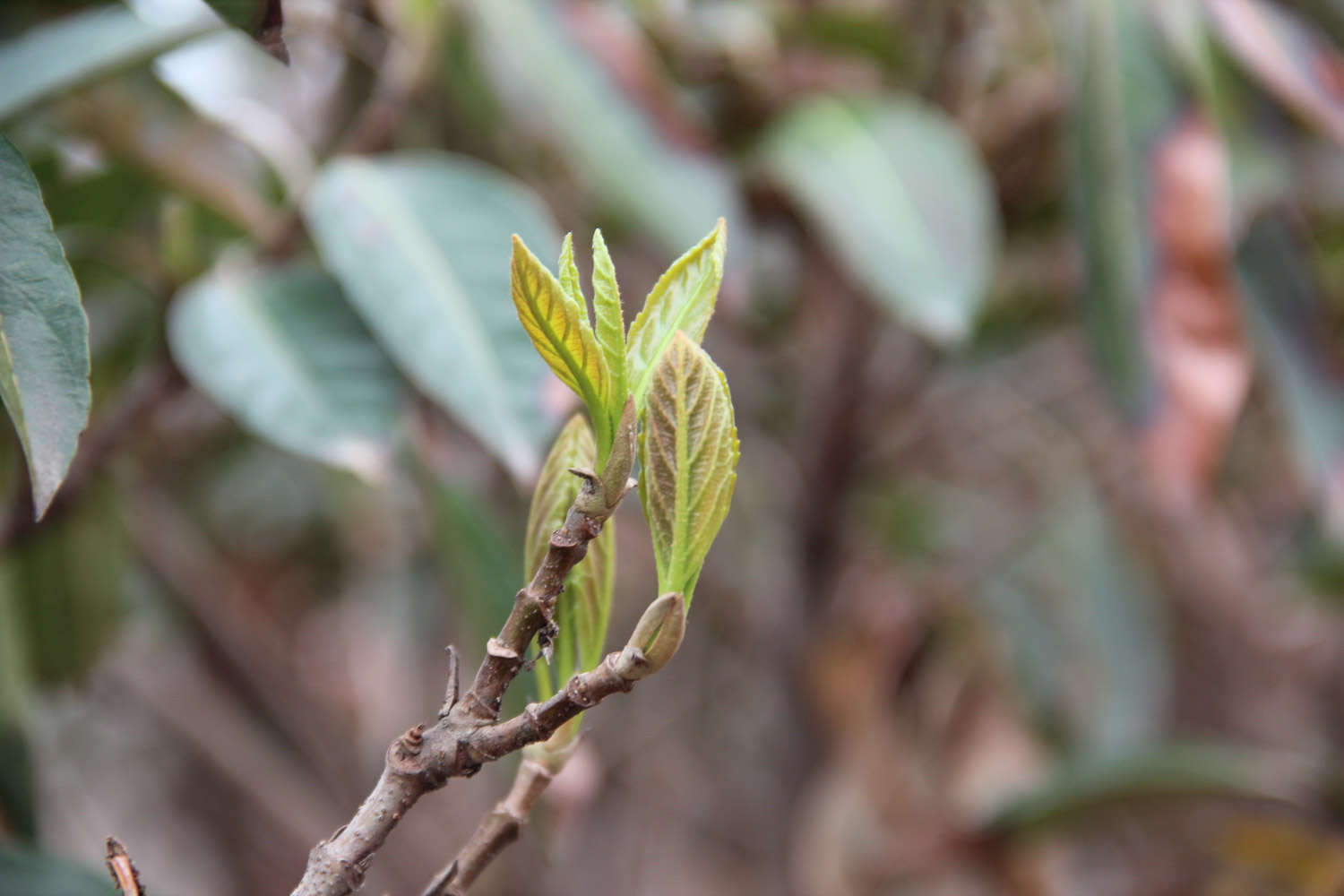 珊瑚树多肉怎么养