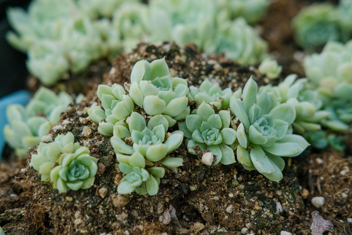 多肉掉叶 掉得我心都碎了 到底咋整 花百科