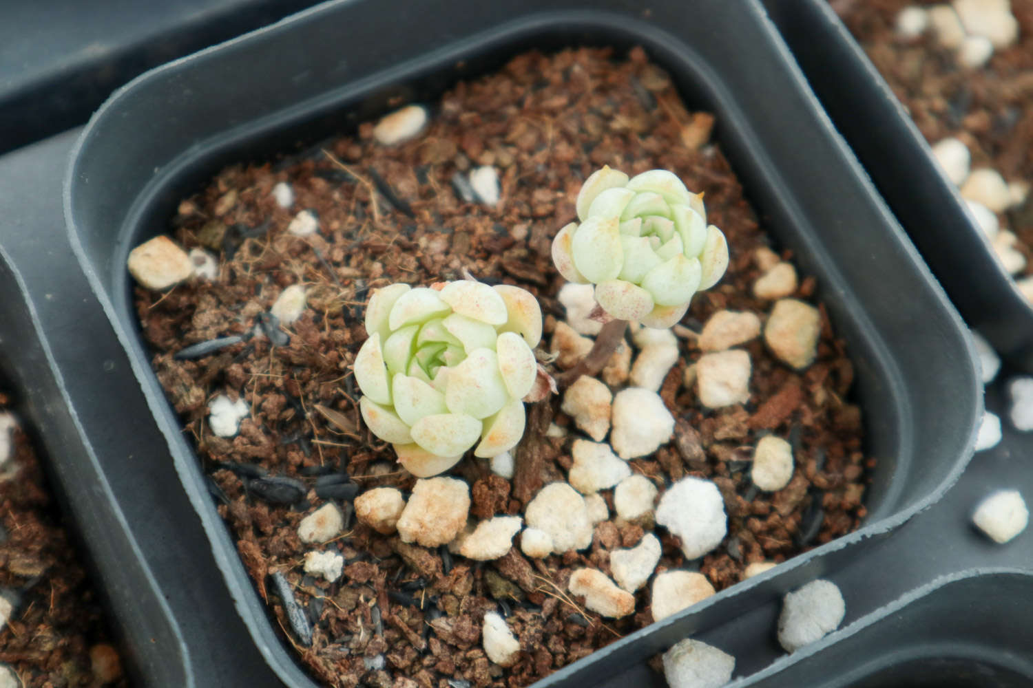 多肉植物适合室内养吗 花百科