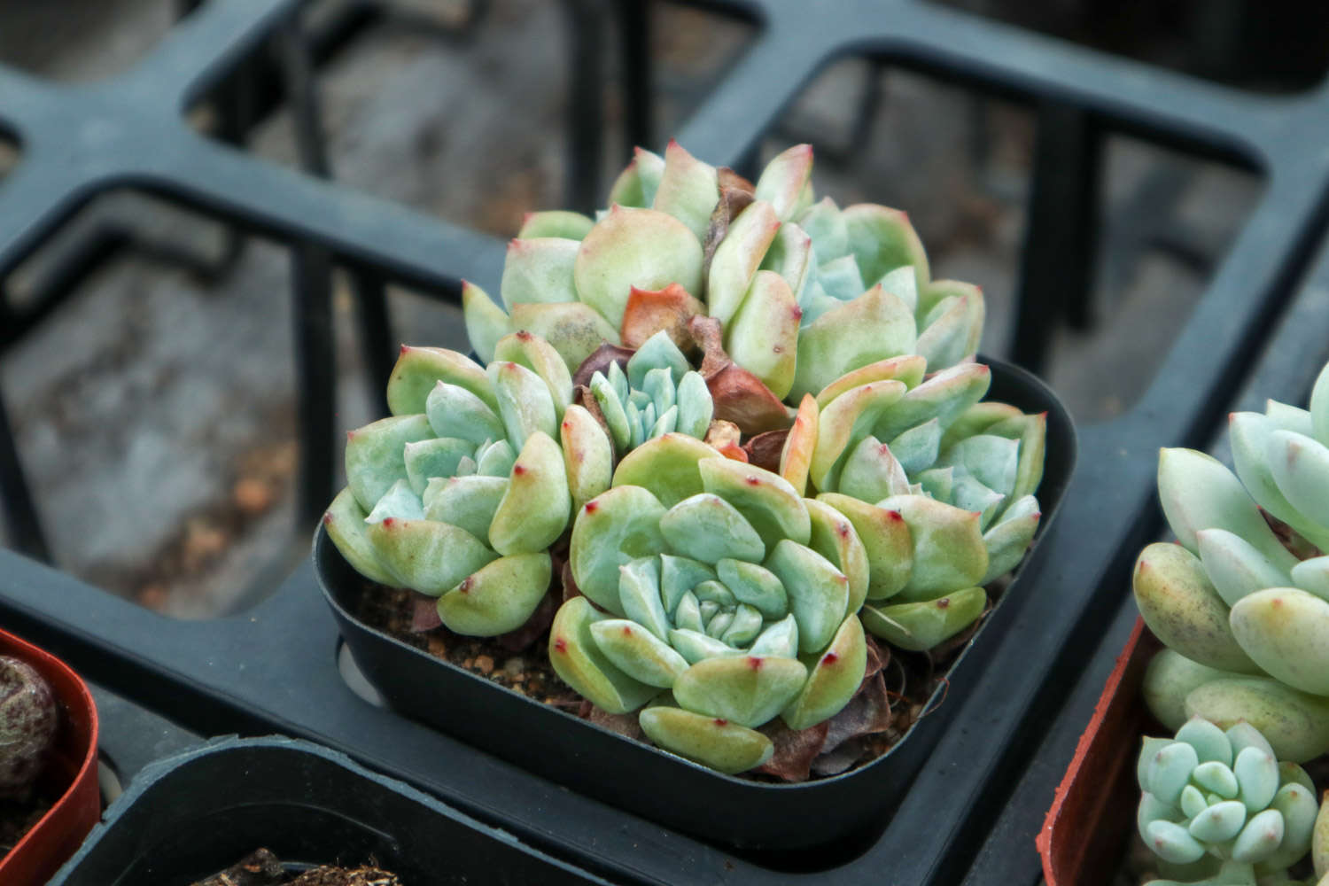 多肉植物怎么浇水 花百科