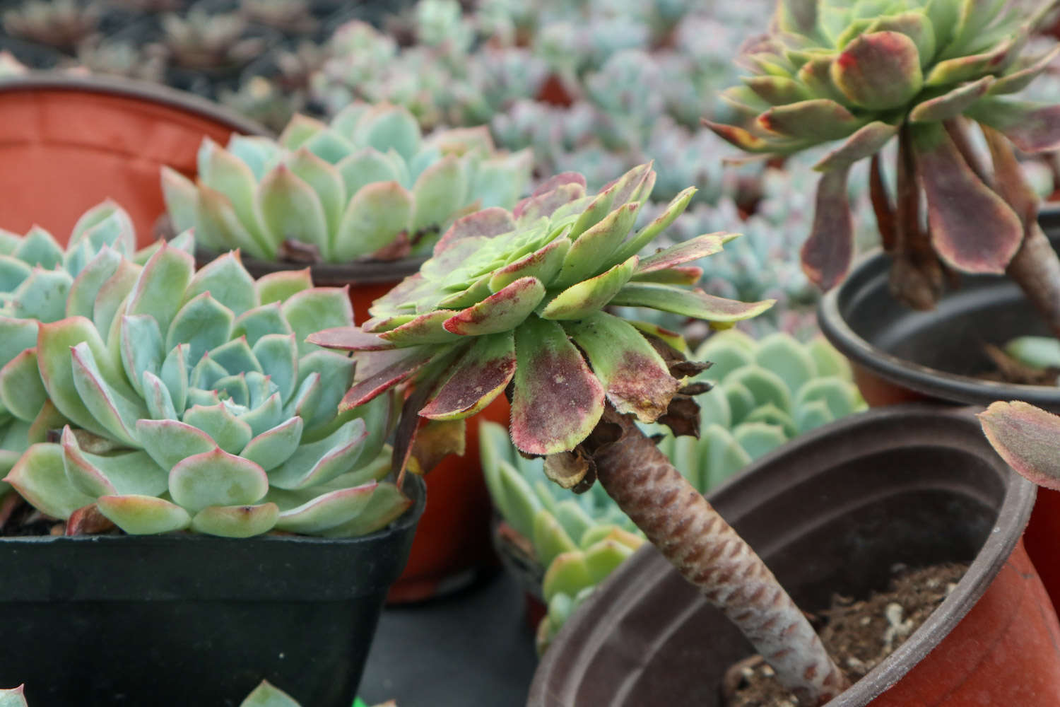 Diy多肉植物铺面石 花百科