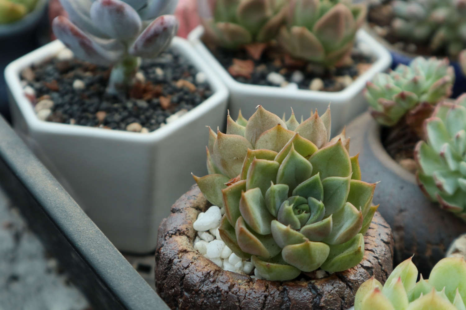 多肉植物怎么养根 花百科