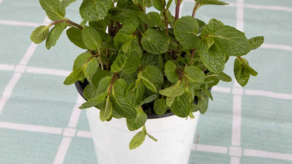 Peppermint