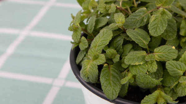 Peppermint